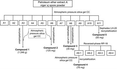 Isolation of Bioactive Compounds, Antibacterial Activity, and Action Mechanism of Spore Powder From Aspergillus niger xj